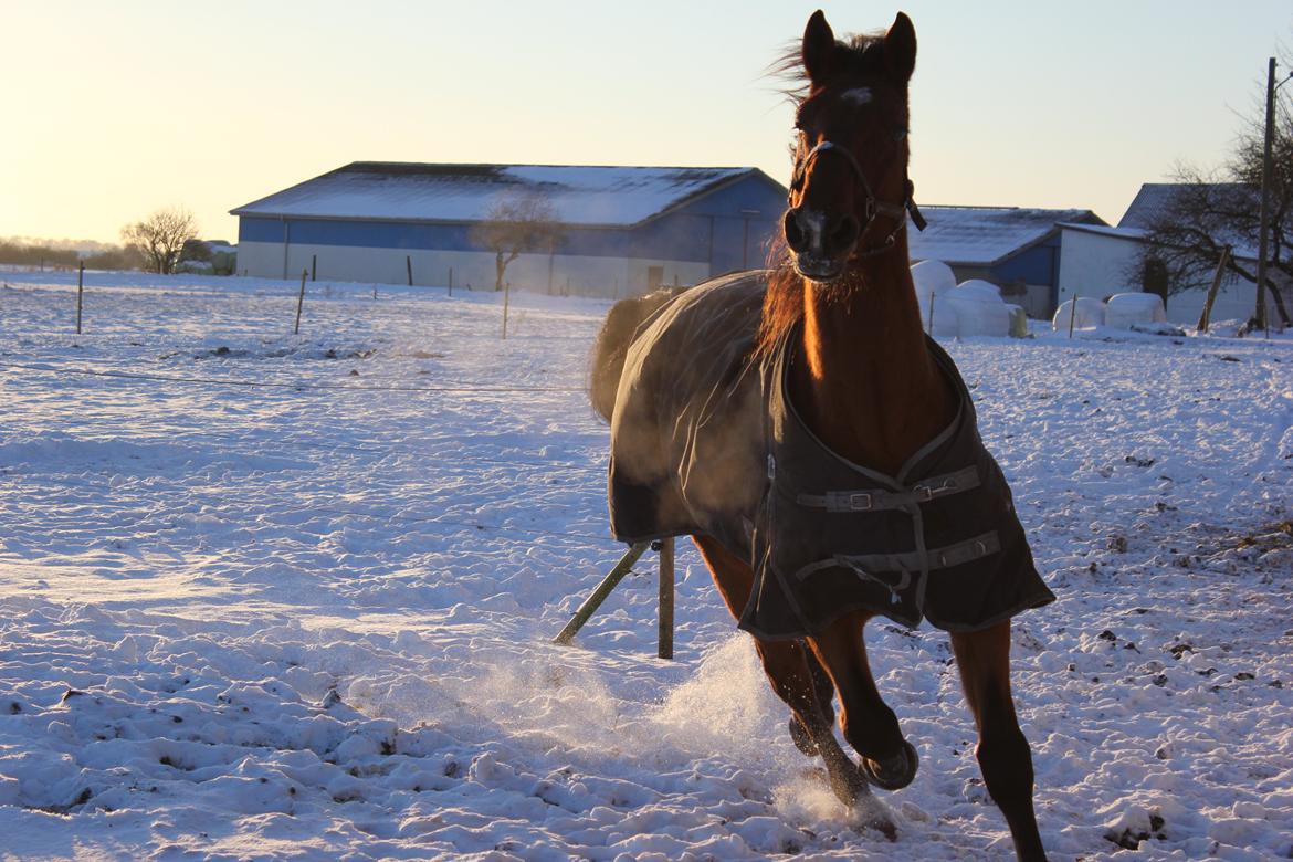 Dansk Varmblod Largo billede 8