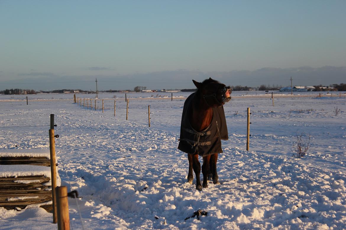 Dansk Varmblod Largo billede 9