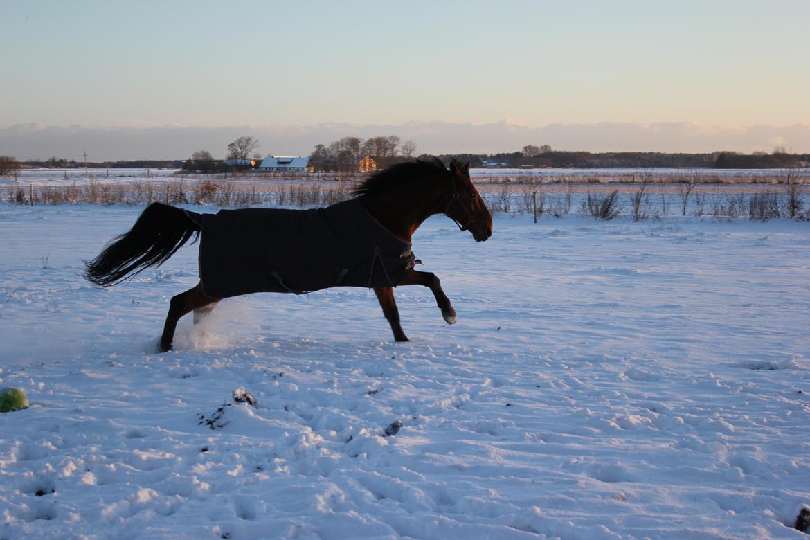 Dansk Varmblod Largo billede 10