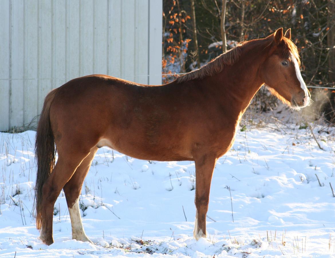 Tysk Sportspony | Disco Shabér "Benny" - Flotte "tykke" Benny <3 d. 06.12.12 billede 8