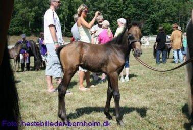 Connemara Olympia - Ovando JJ som nu er 4 år gamel stadig hingst  billede 6