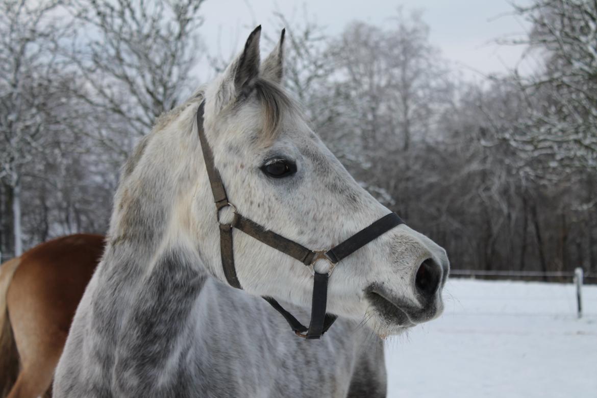 Anden særlig race Casiopaja - Vinter 2012/2013. Fotograf: Mig. billede 12