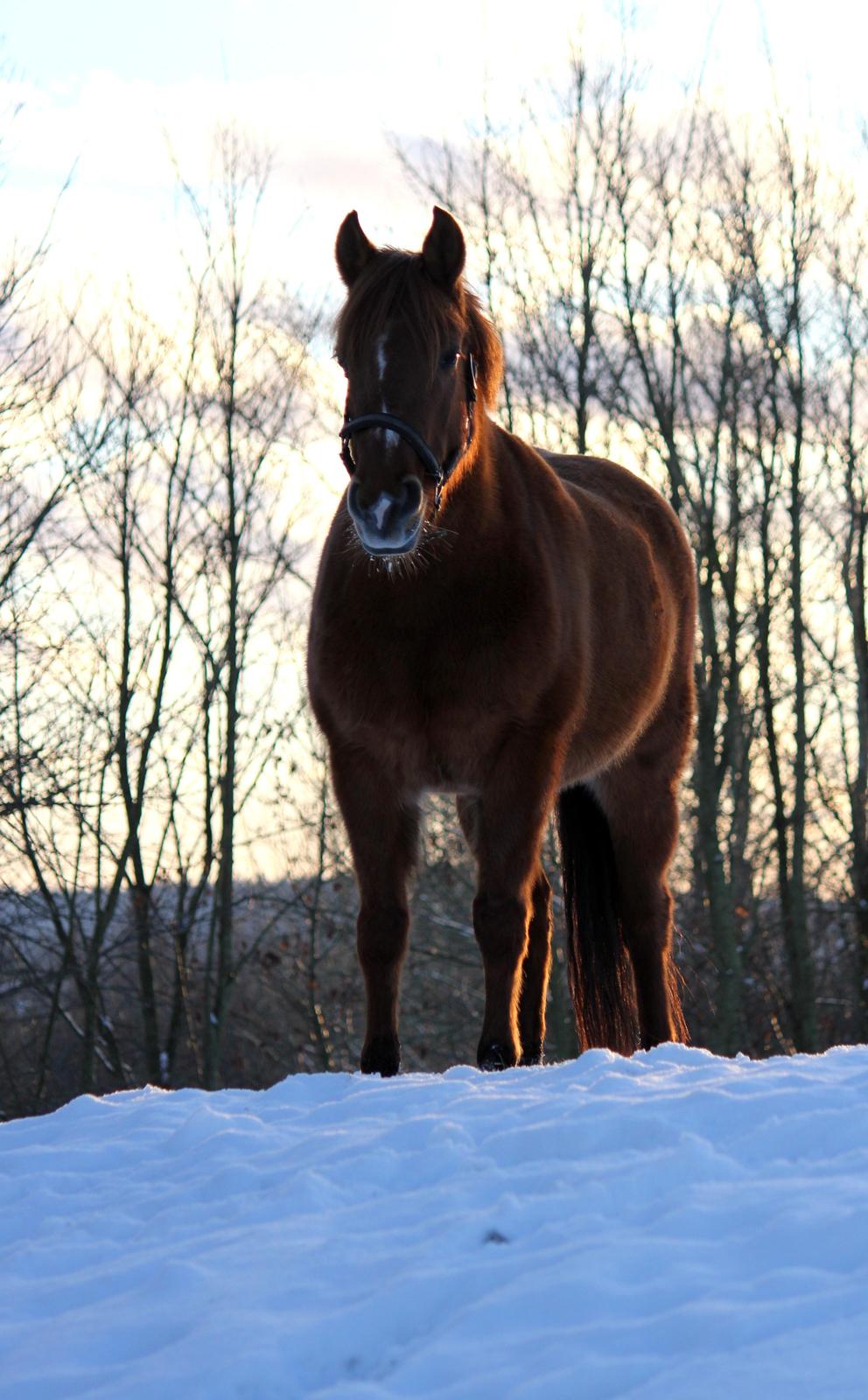 Anden særlig race BELLA <3 - December 2012 <3 Foto: Mig billede 2