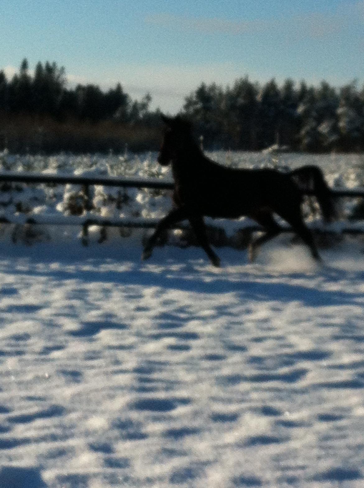 Oldenborg Ikaros - 4 dec 2012 ibsen leger i sneen ;-) billede 14