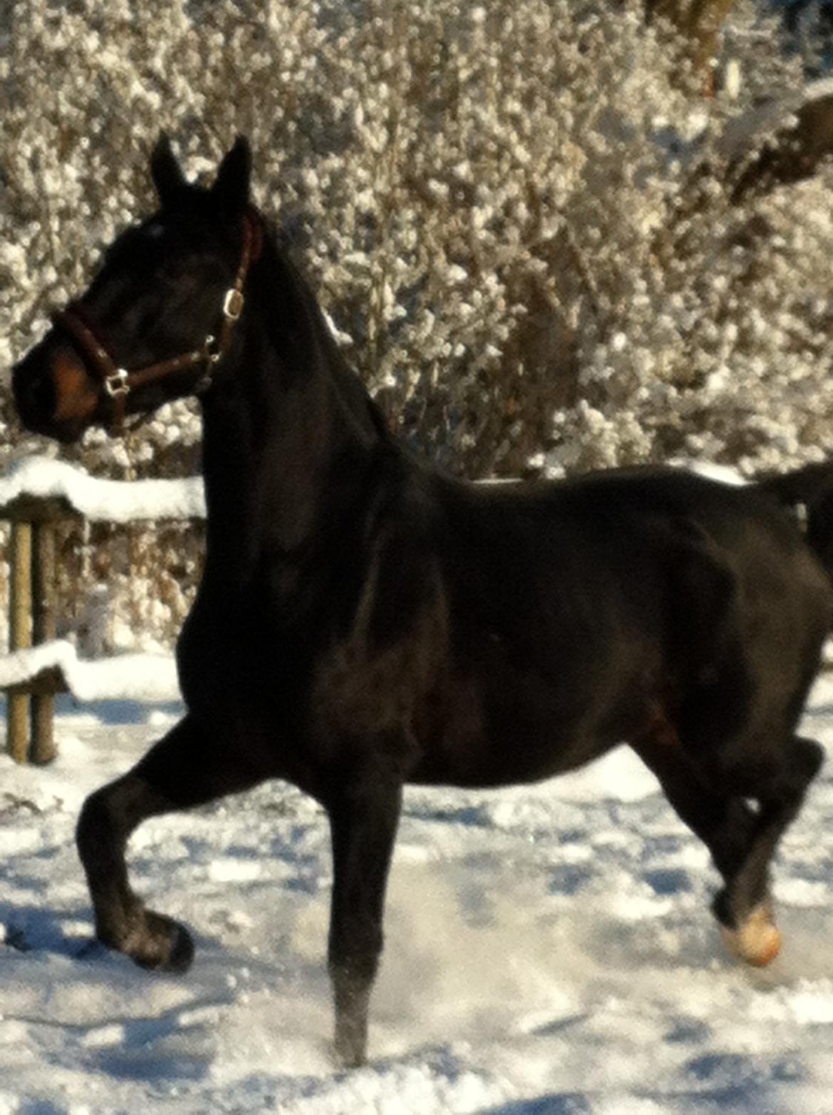 Oldenborg Ikaros - Ibsen Eeeeeeelsker sne ;-) billede 15