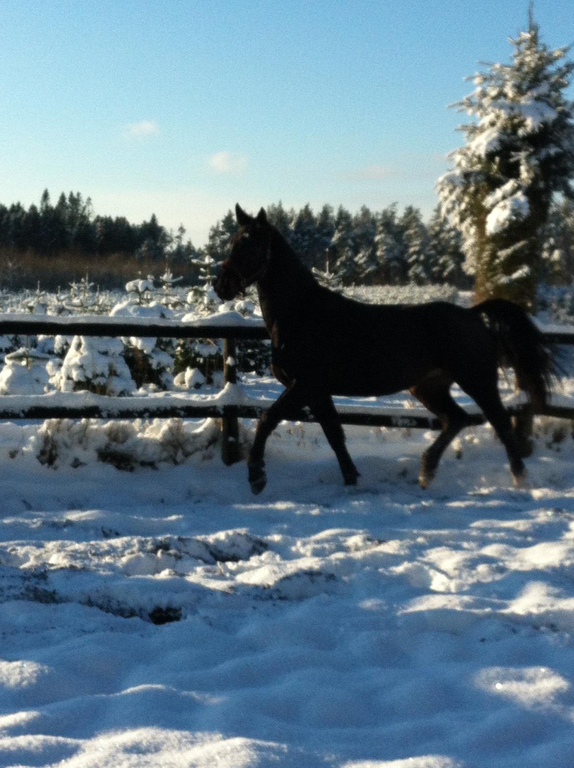 Oldenborg Ikaros - Sne!! billede 16