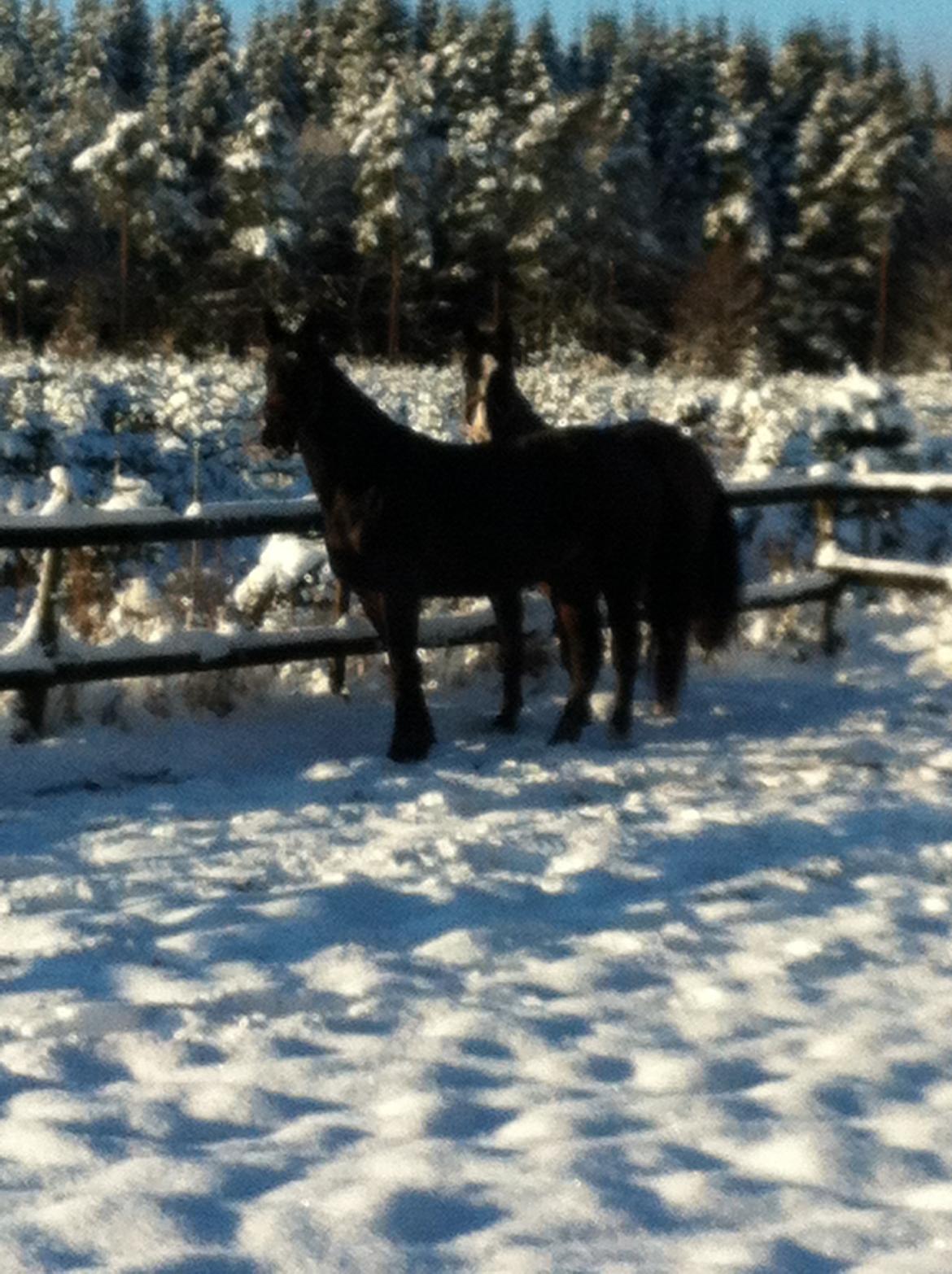 Oldenborg Ikaros - Lillebror hygger med sin storebror i det dejlige solskinsvejr :-) billede 17