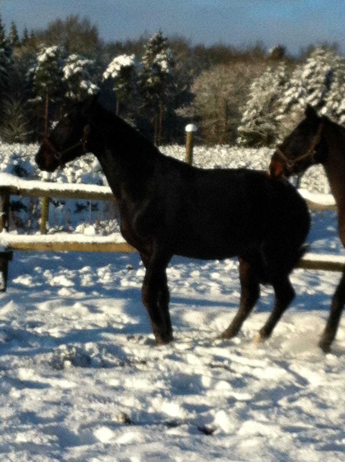 Oldenborg Ikaros - DON´T you bite in my ass!!  billede 18