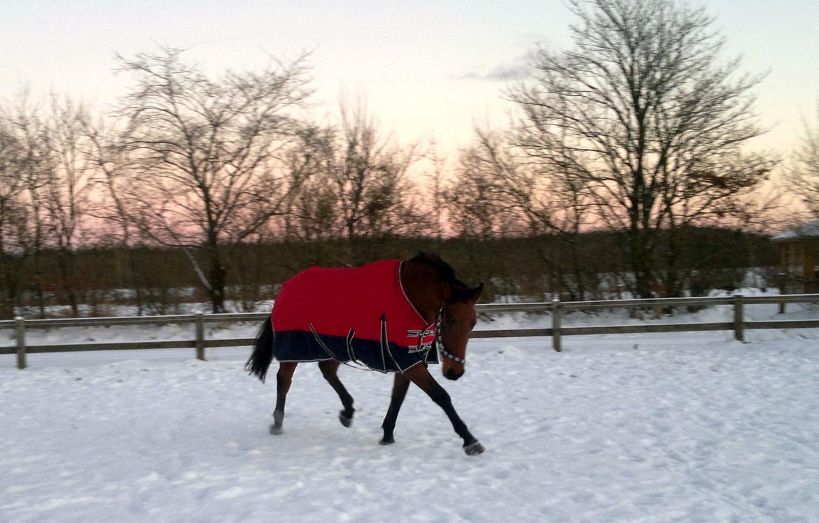Anden særlig race Sibiriens Chestar - December 2012 billede 19