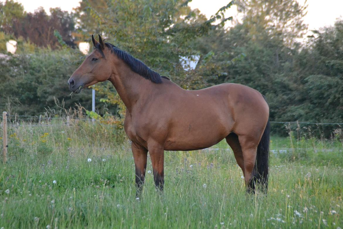 Dansk Varmblod Damgårdens Magic Light billede 18