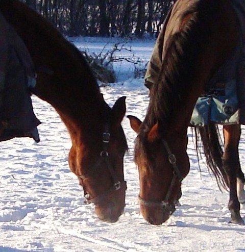 Dansk Varmblod Damgårdens Magic Light - Lamse & Magic<3 billede 1