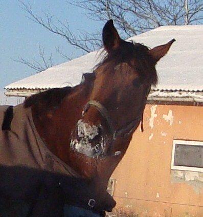 Dansk Varmblod Damgårdens Magic Light billede 19