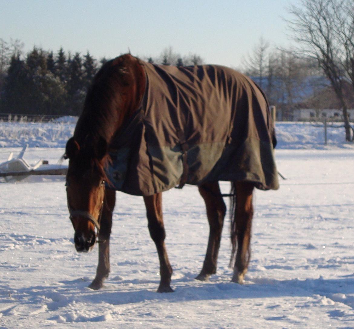 Dansk Varmblod Damgårdens Magic Light billede 20