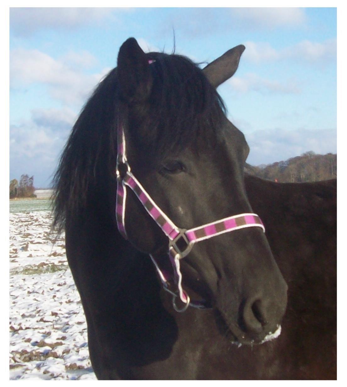 Anden særlig race Briza - Skønne Briza. billede 2