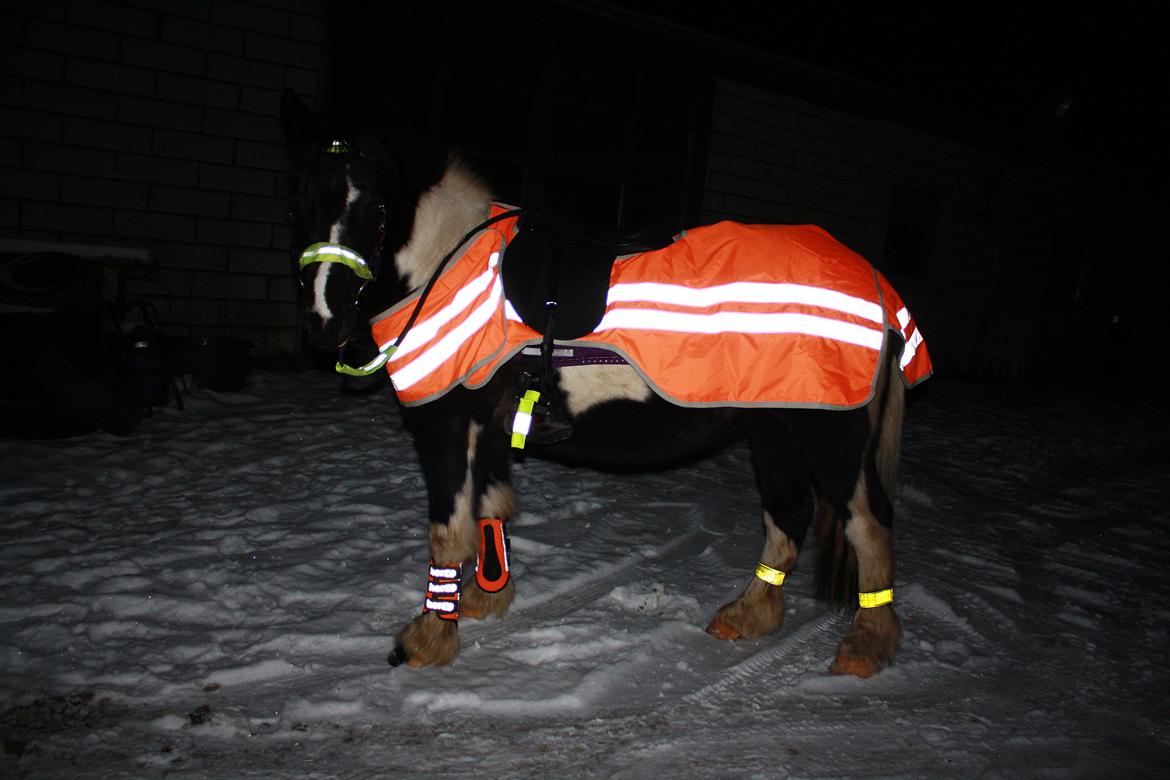 Tinker Frida - Hvem kan overse os??
Efter en tur Billeskov rundt om aftenen den 06.dec. 2012.  billede 31