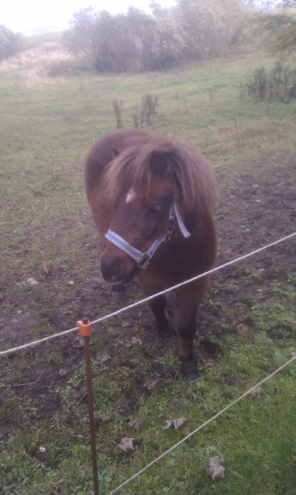 Shetlænder Lulu billede 4