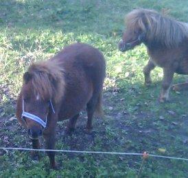 Shetlænder Lulu billede 2