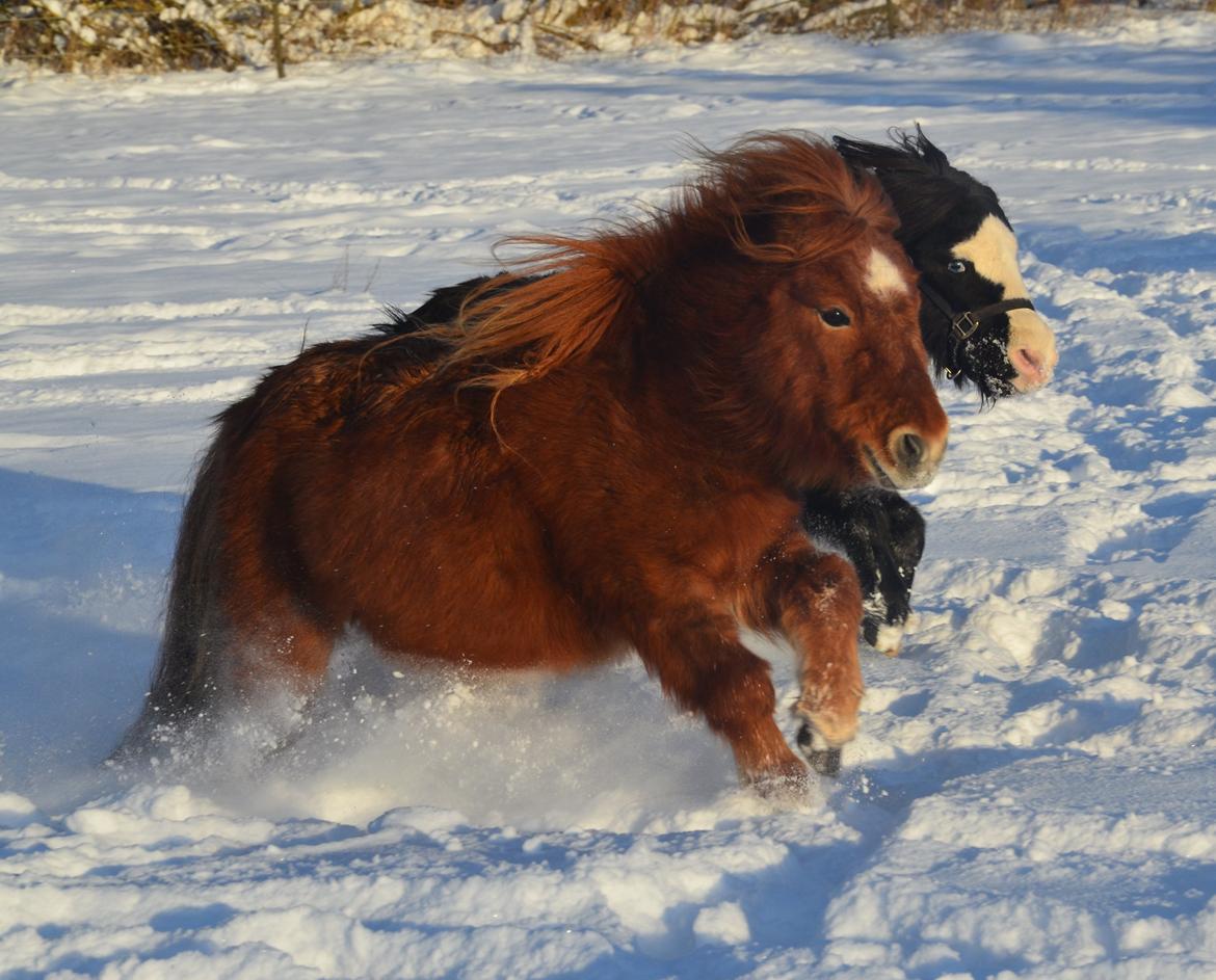Anden særlig race Møllegårdens Kajser - Kajser og Kaspian løber om kap, december 2012 billede 15