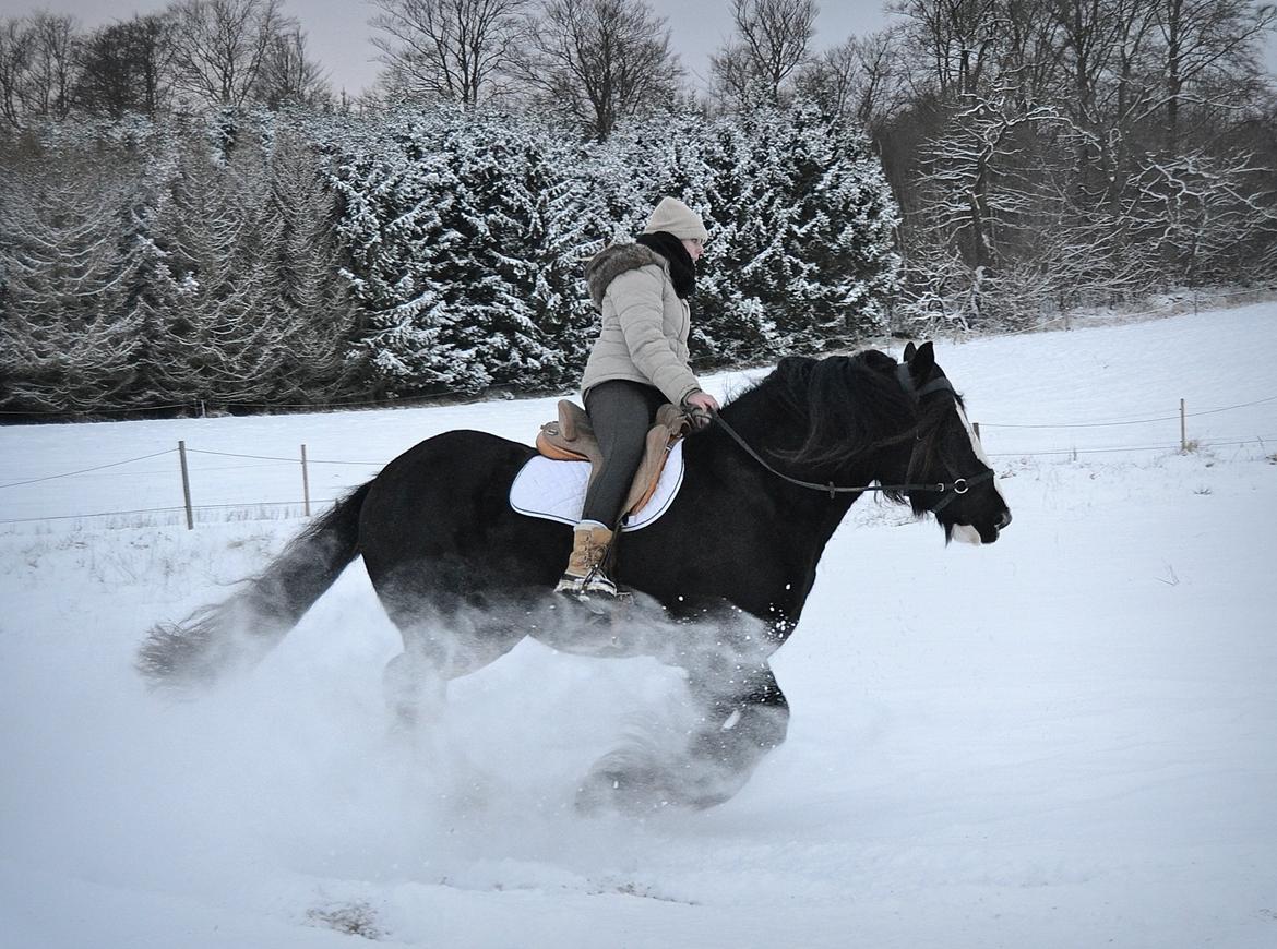 Irish Cob Lady Giga Of Ireland billede 36