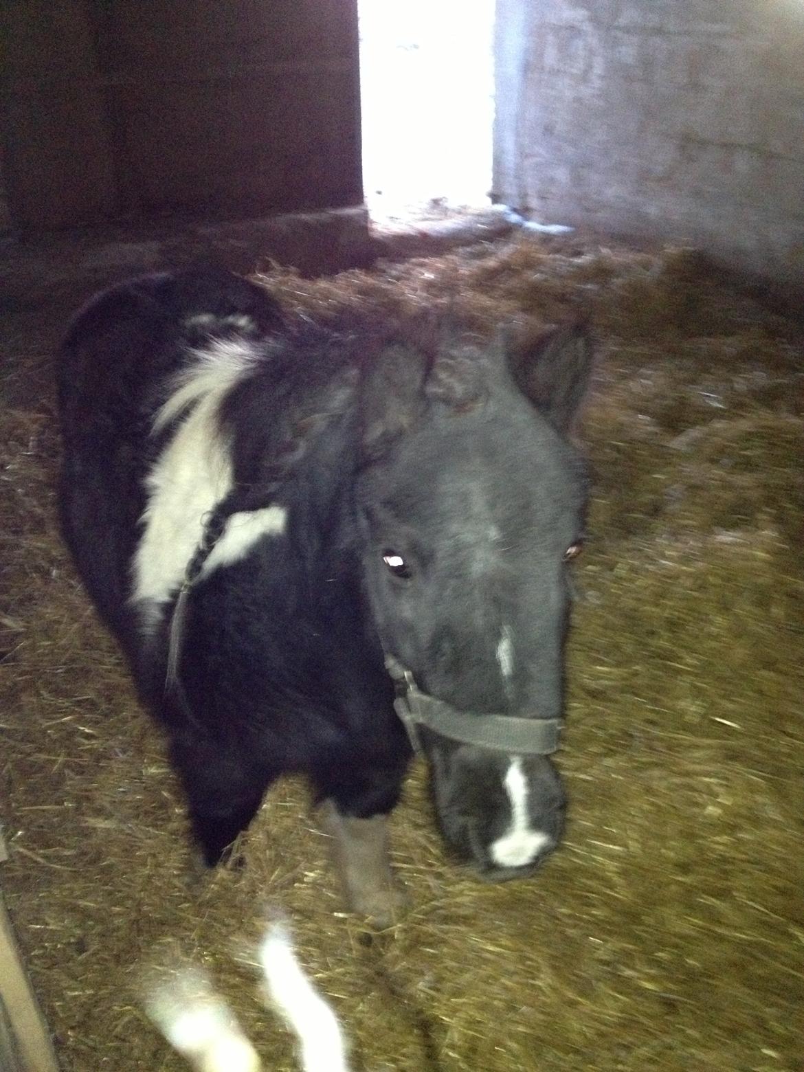Shetlænder Ghost *Grynte* <3 - Elise og jeg øver på at lave "fint" hår på Ghost til når de skal til stævnet <3 billede 19