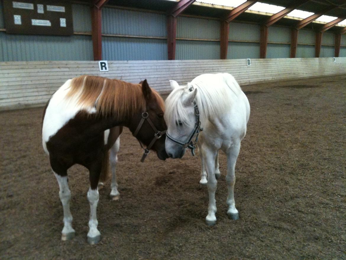 Anden særlig race Indi billede 3