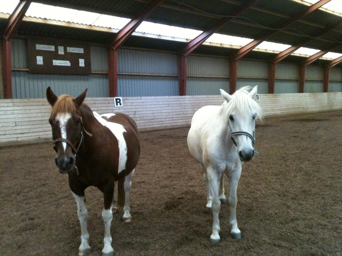 Anden særlig race Indi billede 4