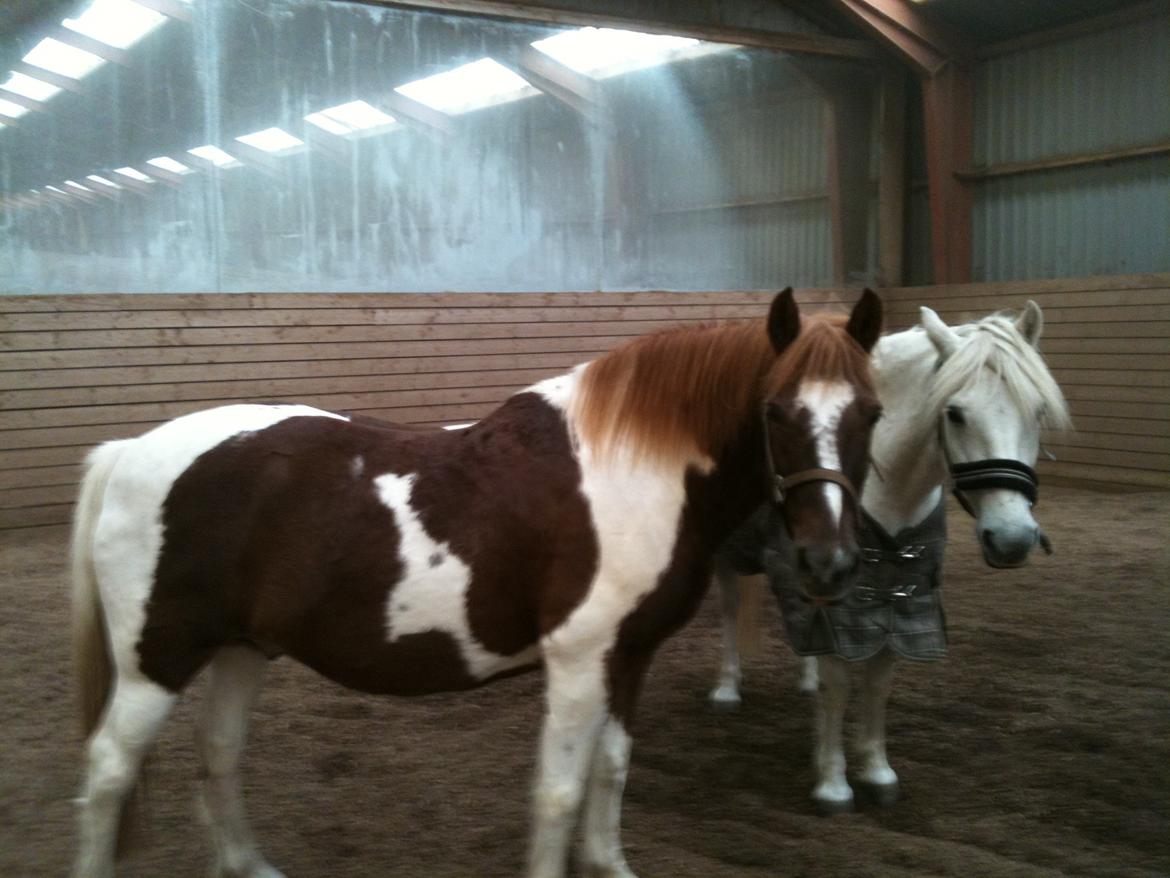 Anden særlig race Indi billede 5