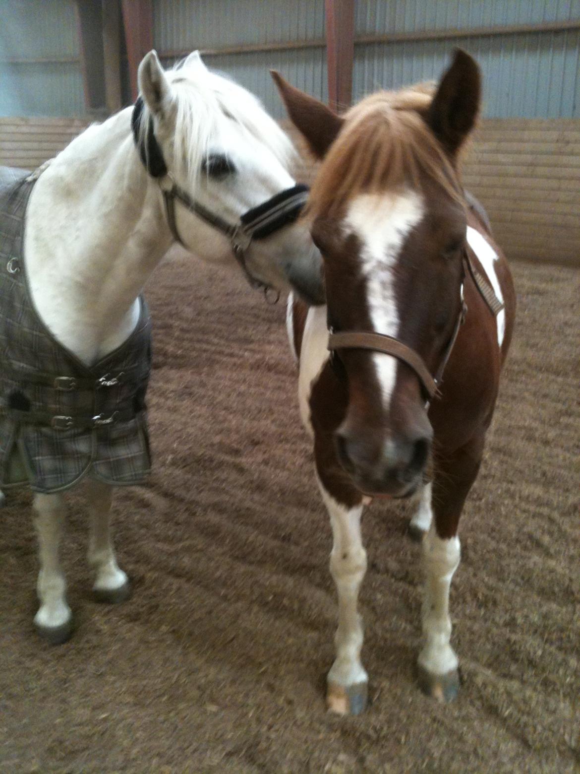 Anden særlig race Indi billede 6