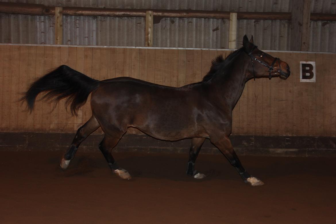 Dansk Varmblod Madame Moiselle - Maddie hygger sig med at være løs i ridehuset:-) Foto: Mig billede 15