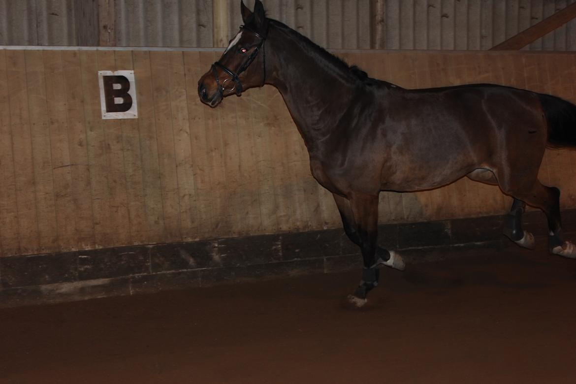 Dansk Varmblod Madame Moiselle - Maddie hygger sig med at være løs i ridehuset:-) Foto: Mig billede 9