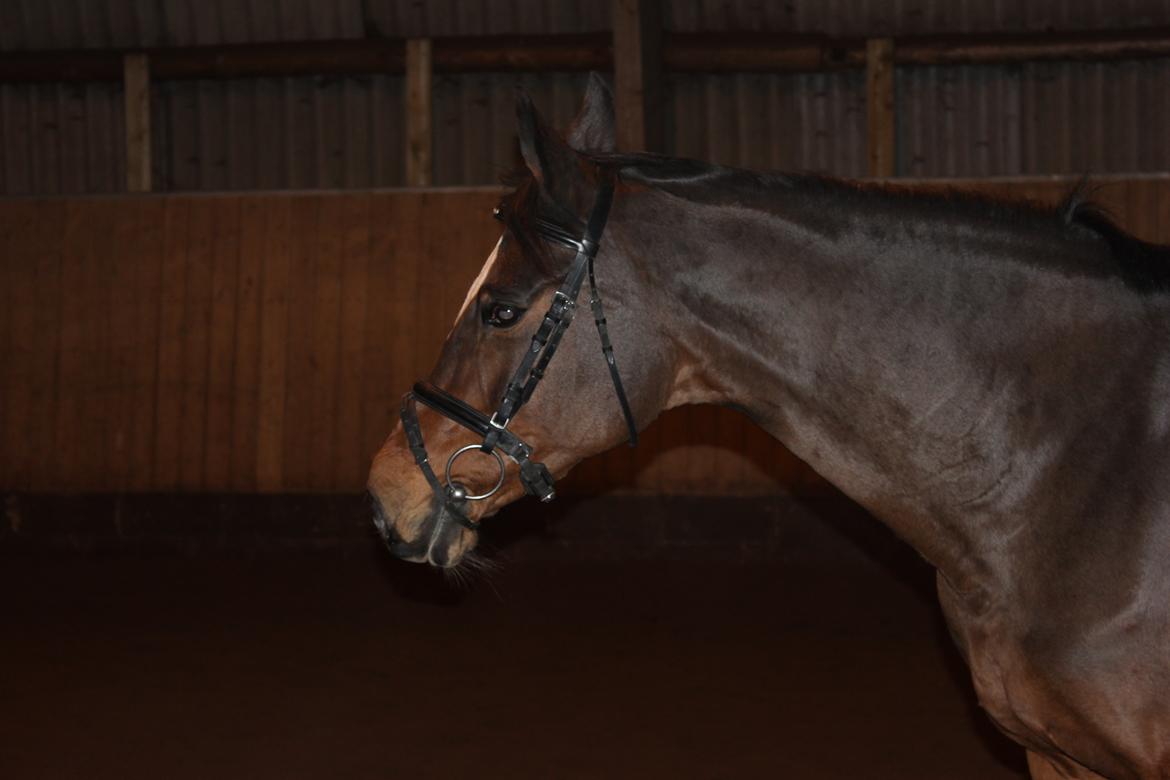 Dansk Varmblod Madame Moiselle - Foto: Mig billede 7