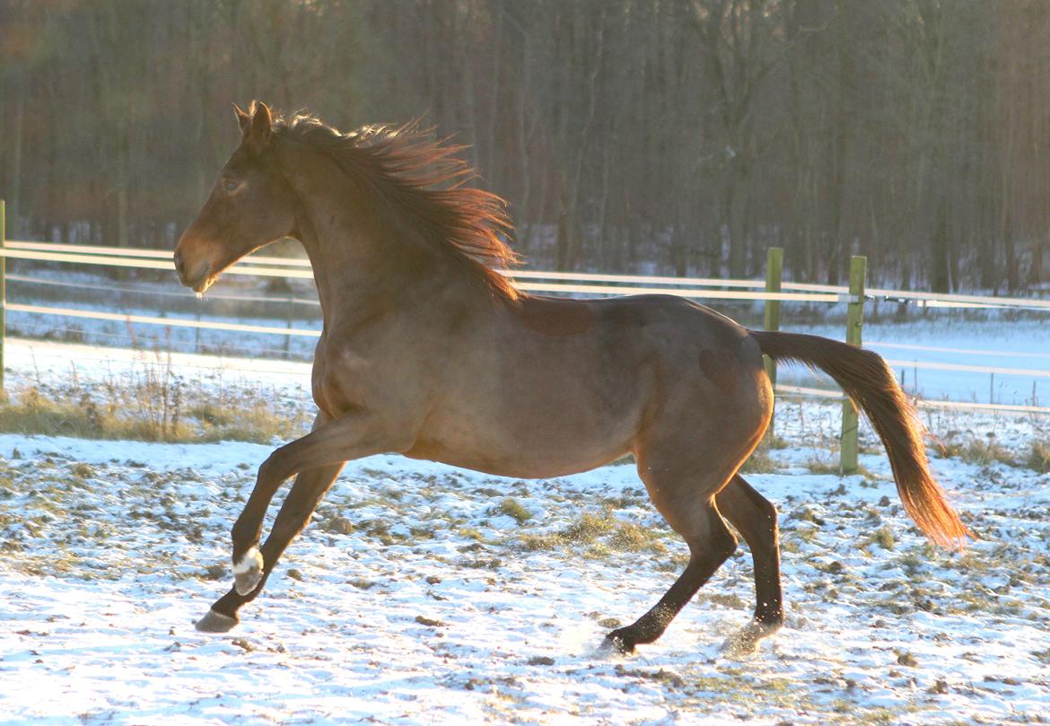 Trakehner Roxette - Dejlig vinterdag billede 14