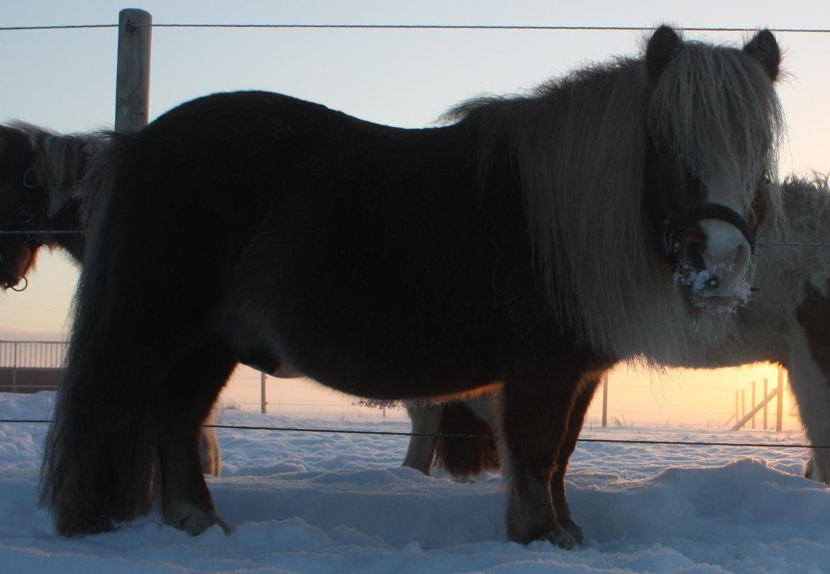 Shetlænder Pickwick billede 19