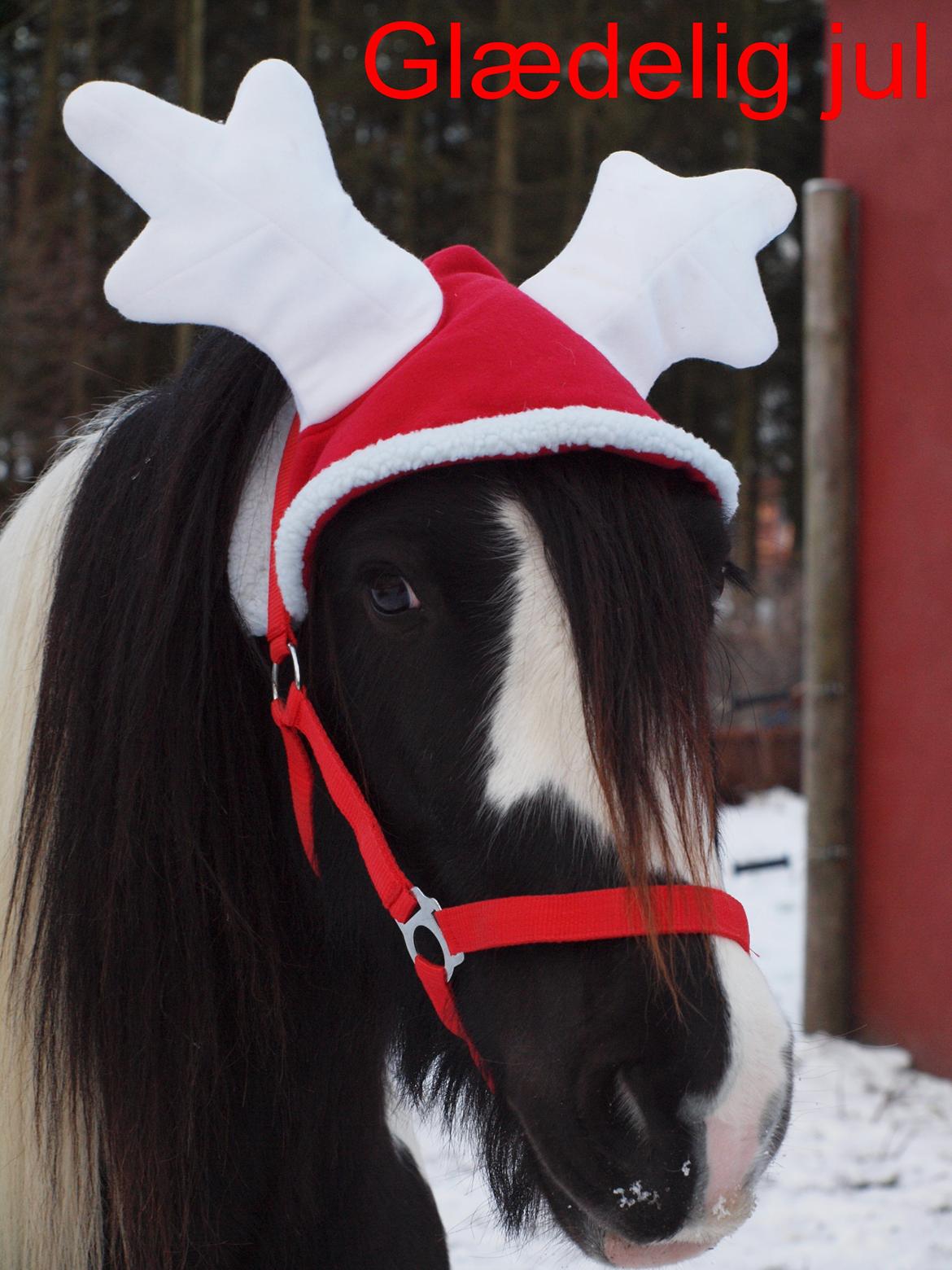 Irish Cob Walter  - Glædelig jul fra Walter billede 11