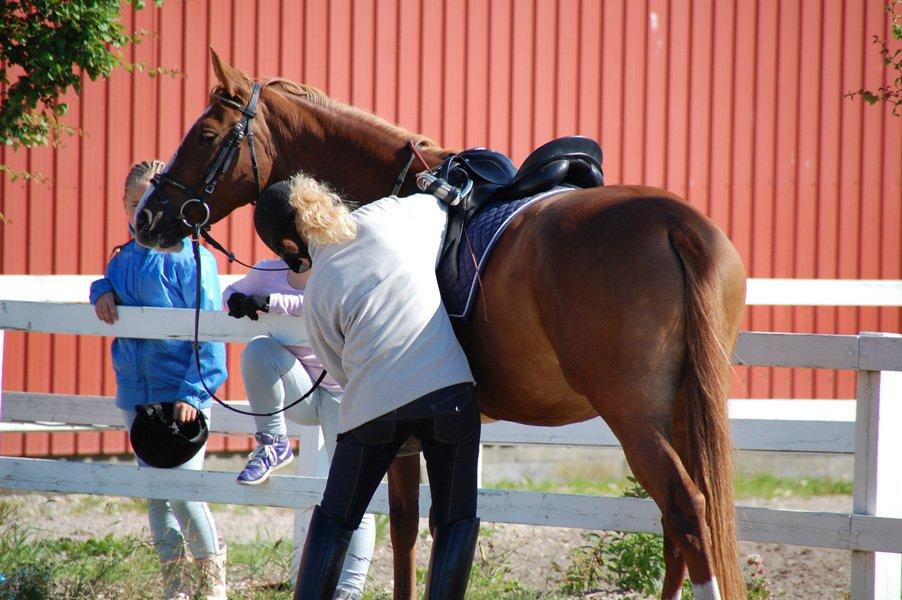 Tysk Sportspony Fredens Dornica billede 8