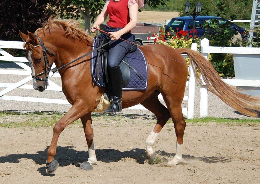 Tysk Sportspony Fredens Dornica billede 4