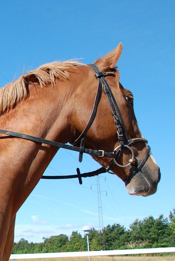 Tysk Sportspony Fredens Dornica billede 5