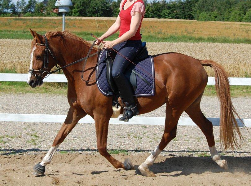 Tysk Sportspony Fredens Dornica billede 6