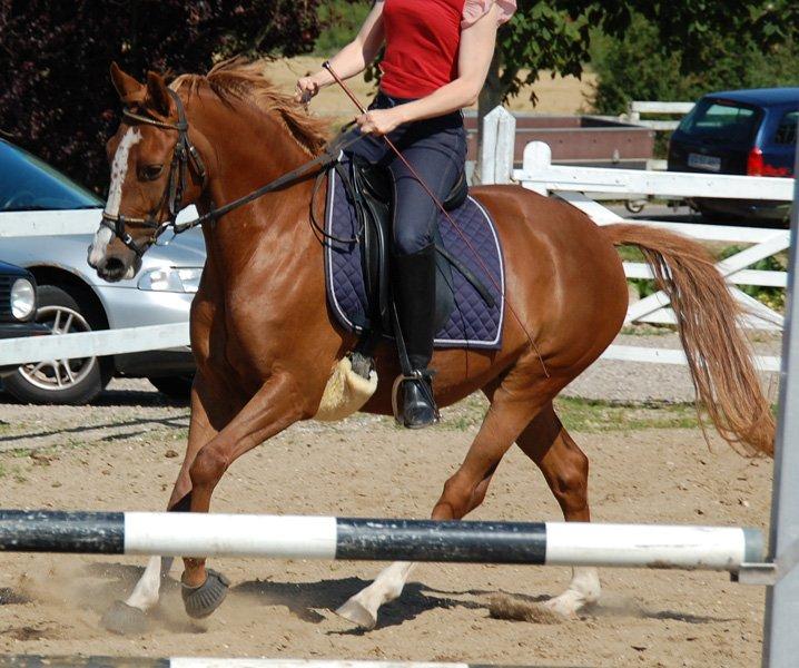 Tysk Sportspony Fredens Dornica billede 7