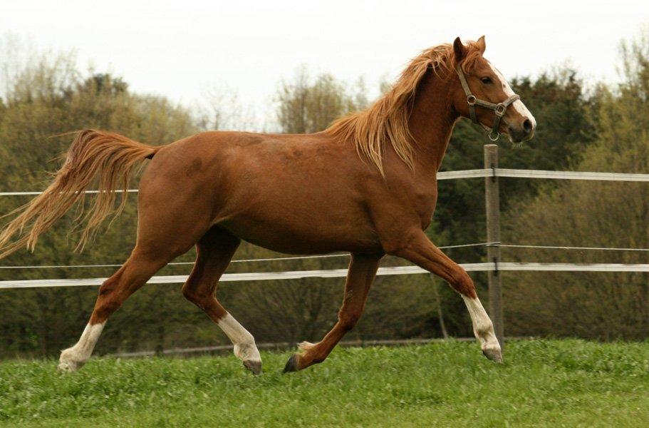 Tysk Sportspony Fredens Dornica billede 13