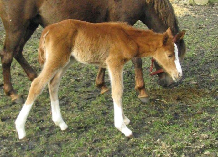 Tysk Sportspony Fredens Dornica billede 15