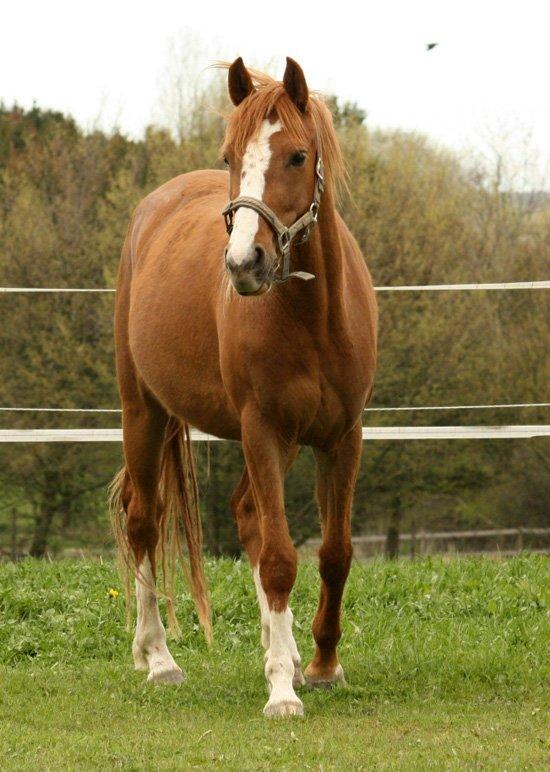 Tysk Sportspony Fredens Dornica billede 16