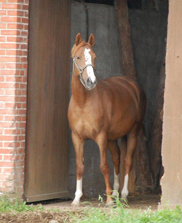 Tysk Sportspony Fredens Dornica billede 17