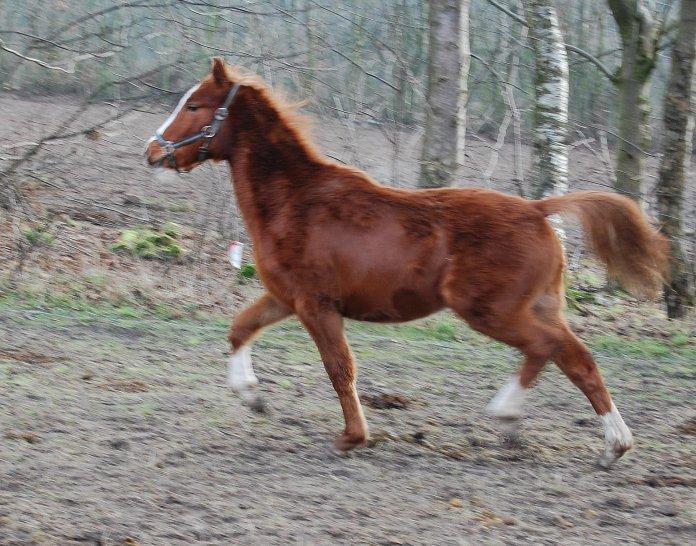 Tysk Sportspony Fredens Dornica billede 18