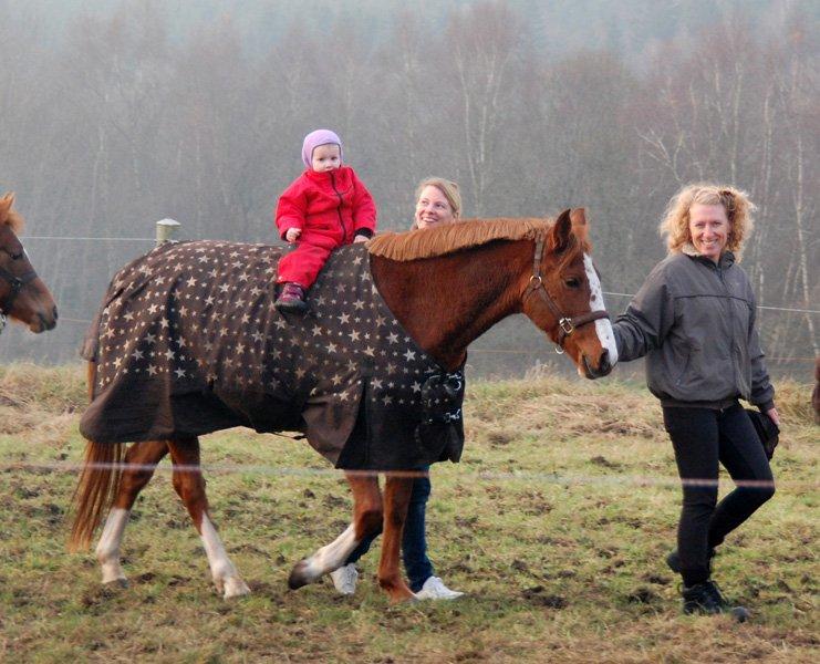 Tysk Sportspony Fredens Dornica billede 14