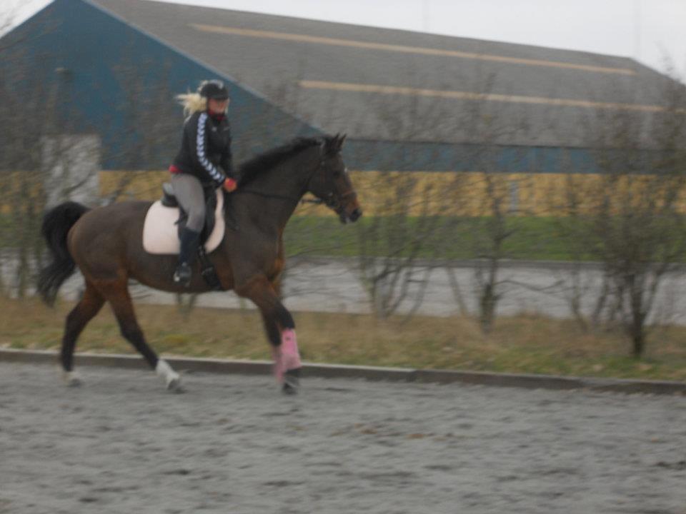 Dansk Varmblod lafayette - elsker dig jettemus...
gid jeg måtte købe dig billede 18