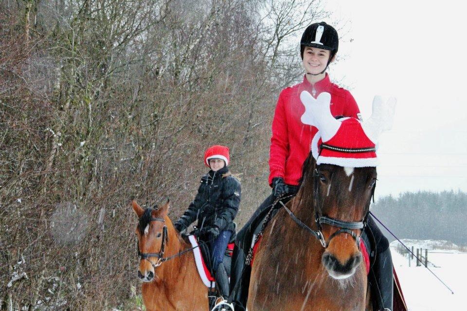 Holstener Monokrat Essenbæk - Monty - Dejlige Monty, søde Maja og smukke Santina i julehumør :o) billede 8