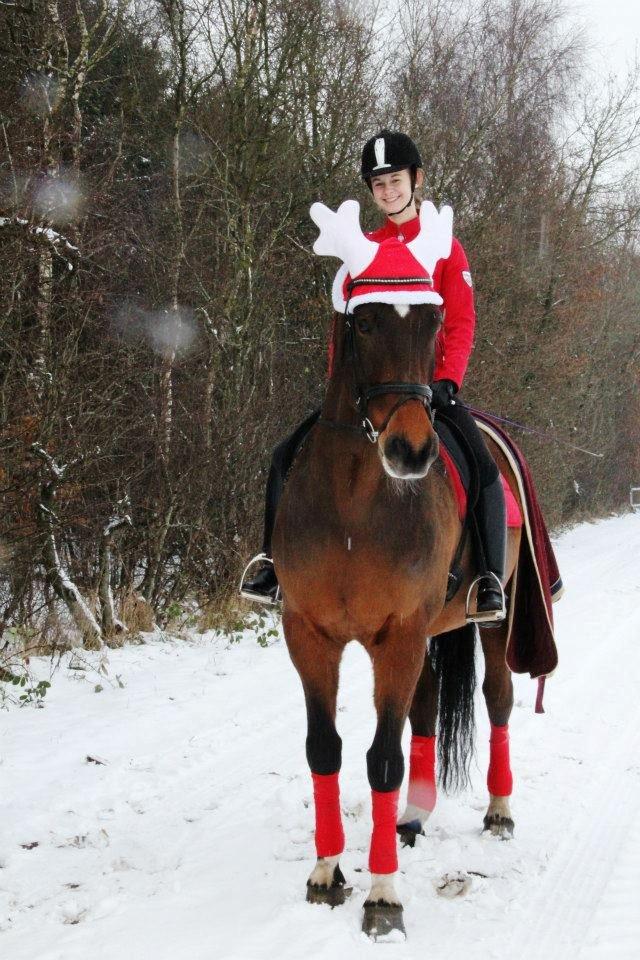 Holstener Monokrat Essenbæk - Monty - Vi blev enige om, at Monty var for stor til at være et rensdyr.. Så hils på min elg, Monty <3 billede 10
