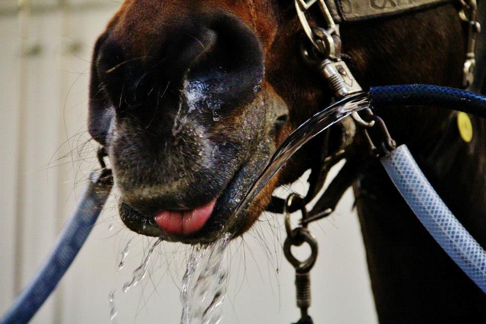 Holstener Monokrat Essenbæk - Monty - Når Monty bliver vandet ;o) billede 12