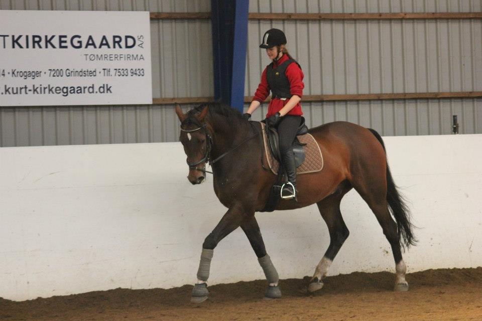 Holstener Monokrat Essenbæk - Monty - Opvarmning til springtræning :) billede 15